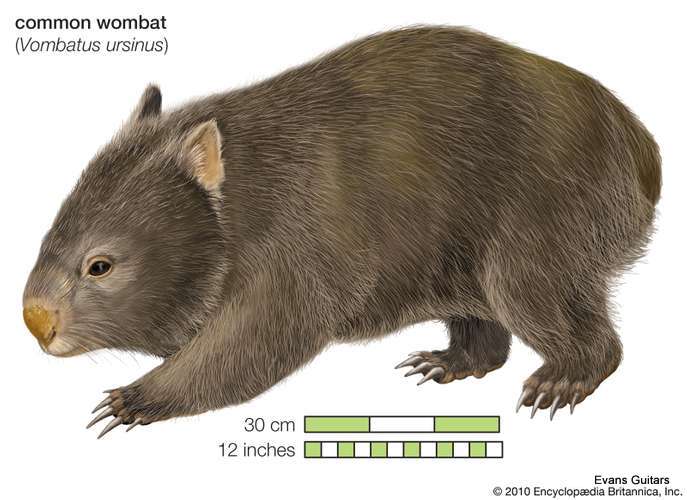 Phascolomis-Vombatus-ursinus.JPG
